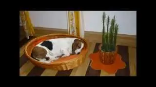 gaby und ihr basset