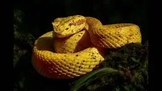 Beautiful but Deadly: Yellow Eyelash Viper