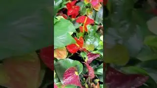 Fresh greens at B&Q 🌿 #plants #shorts#Shorts #ViralShorts #YouTubeShorts #TrendingNow #ViralVideo