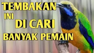 TEMBAKAN CUCAK CUNGKOK INIRI CARI BANYAK PEMAIN BURUNG