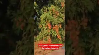 Dr. Rajendra Prashad Central Agriculture University