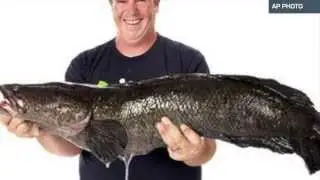 'Frankenfish' CAUGHT!