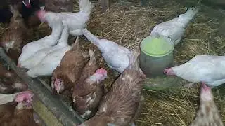 СНЕГ И ДОЖДЬ🥶МЕШАНКА КУРАМ И СБОР ЯИЦ🥚