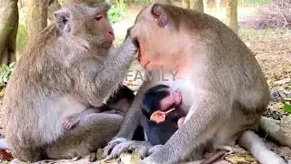 Mila Troop Family, new generation cute Baby get Breastfeeding grime mother