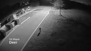 Late night wildlife outside Macomb County Public Works Office