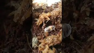 Meet Cubaris Cappuccino! coffee-colored isopod #isopod #cubaris #microfauna #cutepets #shorts