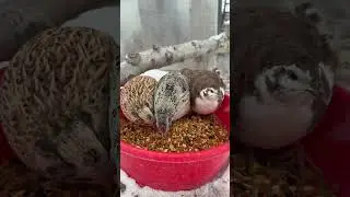 Beginner tips for raising quail! #quail #coturnix #coturnixquail #fyp #shorts #coop