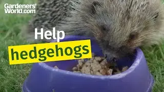 How to help hedgehogs