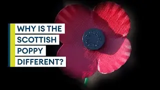 How and why is the Scottish poppy different?