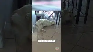 Dog Takes Nap a Little Too Close to Stairs #shorts