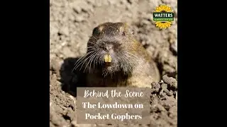 Follower Bonus Feature! Protect Your Garden Investment From Gophers