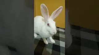 Bunny 🐰 attack 😝 mode 📳