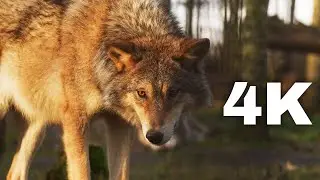 wolf footage no copyright 4k video ultra hd 100% free #4kvideo #4k #video4k #jungle  #wolf