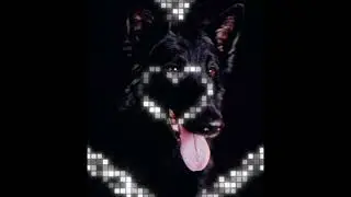 Belgian paimenkoira/malinois edit