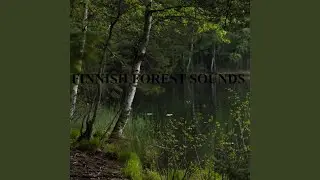 Birds Singing While Raining