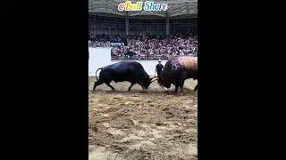 Look at how they fought, digging the ground in circles.