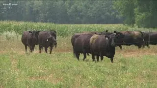 Minnesota farmers facing tough decisions as drought continues