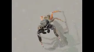 Jumping Spider, Crab Spider and Mantis
