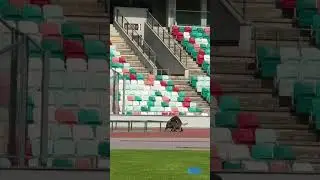 Кинологическая полоса препятствий #shorts #кинологи #МВД