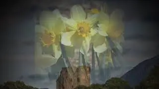 Tales from the Wood 1 -  Spring