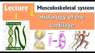 1a-Histology of Cartilage part1-Introduction-Musculoskeletal system