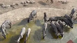 2023 Namibia Etosha and Olifantsrus