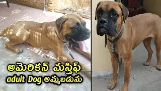 top quality american mastiff adult dog for sale in telugu/ 8341248227 / aj pets