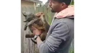 Animal do mundo &aacute;rabe Wigu, ele viver nos cimiterios e imita gritos humanos