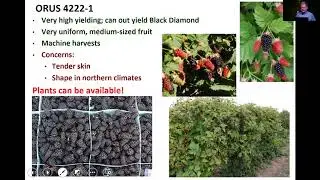 What's new and exciting in the Northwest berry breeding world??
