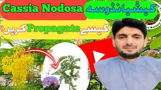How to propagation, grow and care of Cassia nodosa tree | Propagation of cassia nodosa tree plant.