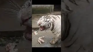 Tiger 259