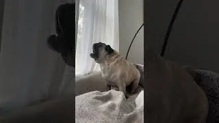 the biggest roar on top of couch mountain! 🦁🦭