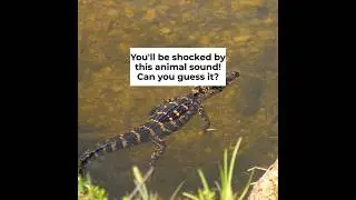 Which Animal Is This? | 3-Sound Quiz Game | Zoo In The Car