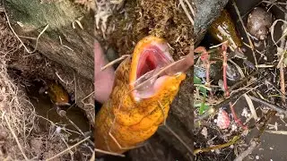 WOW Amazing Fishing eel - #eel Fishing Using Hook EP0020