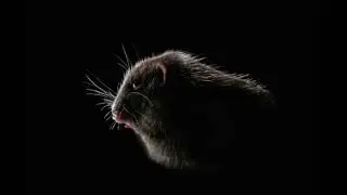 The Hamster - Kaito