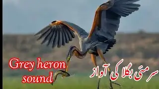 Grey Heron Bird Voice | Grey Heron Sound |Big Fisher |