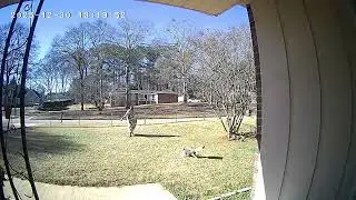 This Is Why Dog Owners Can't Have Nice Things | Curse UPS! 🐶📦😤