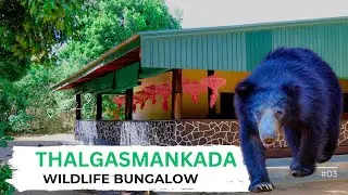 Thalgasmankada Bungalow Review | Wildlife Lovers’ Favorite Stay in Yala National Park