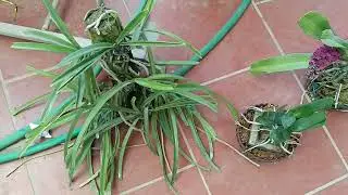 XẢ 10 GIÒ LAN ĐẸP RẺ 0869311186 || PHONG LAN RỪNG 