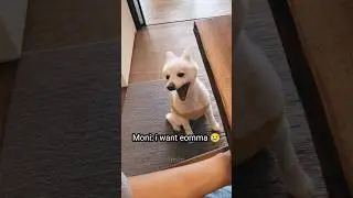 Moni wants his Mommy... RM hurry up...❤️I'm ready 👜🧳🤭#youtube #shorts #namjoon #rm #mommy #moni