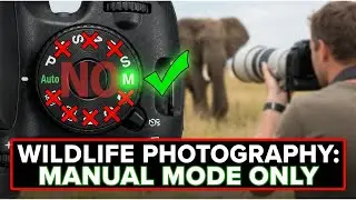PRO BIRD WILDLIFE AND MACRO INSECT PHOTOGRAPHERS ONLY USE MANUAL MODE TO GET THE BEST PHOTOS