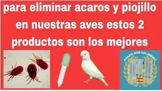 Cómo eliminar ácaros y piojillo de nuestro aviario, estos son los 2 mejores productos 