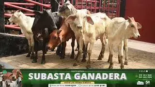 Lote 31 Subasta 9 de Enero de 2026