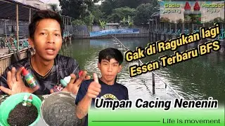 Cobain Dah❗️❗️Essen Matador IJO??? Nenenin Banget Abangku #galatamalele #bfsfishing #essenmatador