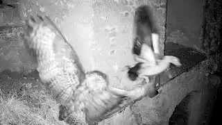 03.&ndash;04.02.2026: G&auml;nsemutter unter Beschuss