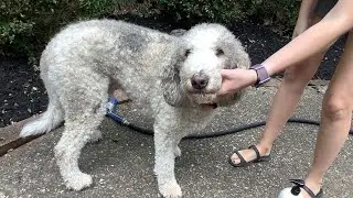 My dog got COVERED in moltch