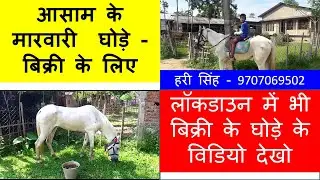 देख लो आसाम के मारवारी घोड़े -   हरी सिंह  9707069502 - Marwari Horses In Assam For Sale ( Jorhat )