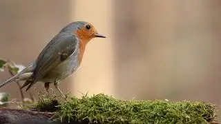 Robin Bird Forest free stock video green screen video