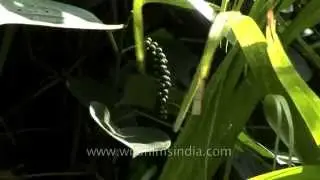 Plantation of Areca nut, Black Pepper and Chilli Pepper - Goa