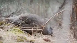 Amazing Birds Compilation | World’s Most Beautiful Birds in One Video